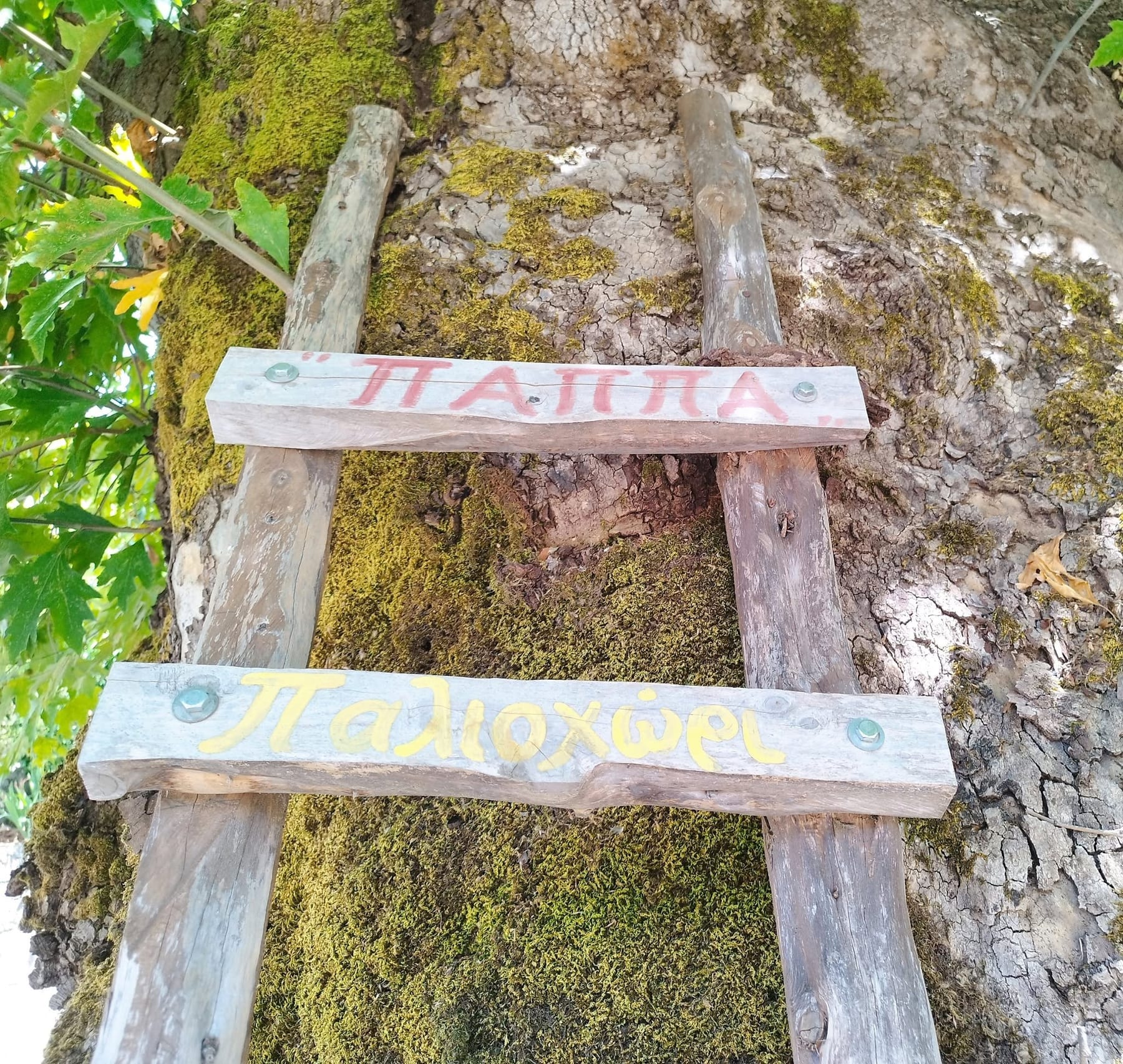 Ξύλινη πινακίδα «Πάππα / Παληοχώρι» σε αιωνόβιο δέντρο