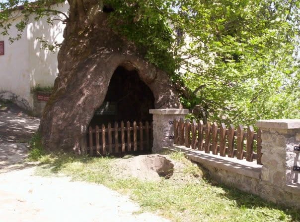 τεράστιος κουφωτός πλάτανος με φράχτη