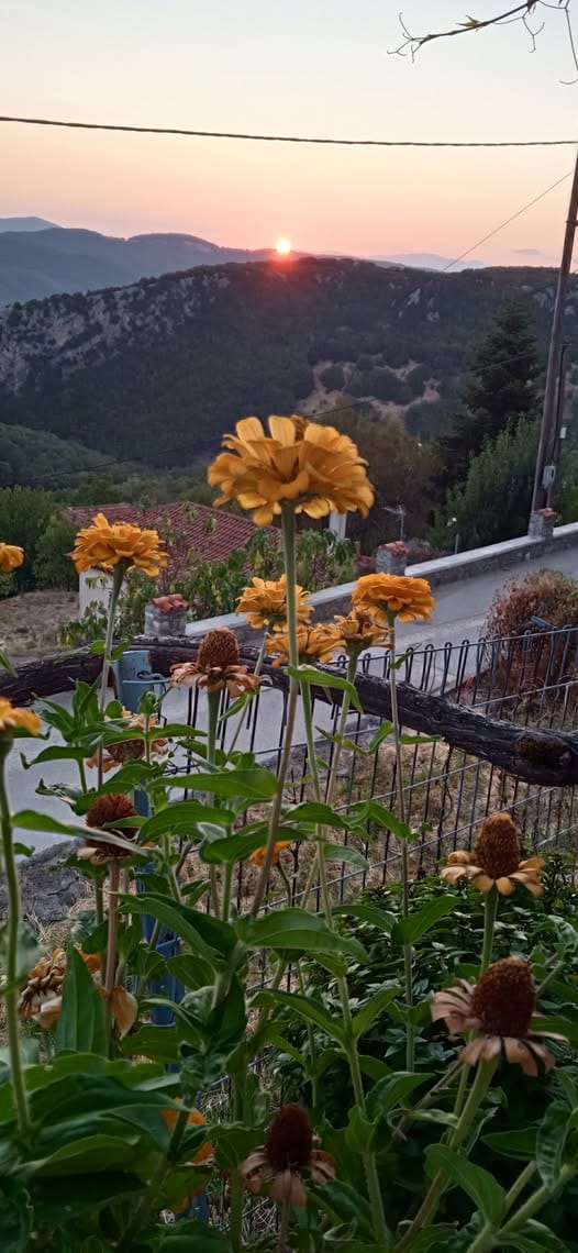 πορτοκαλί λουλούδια με ηλιοβασίλεμα βουνού