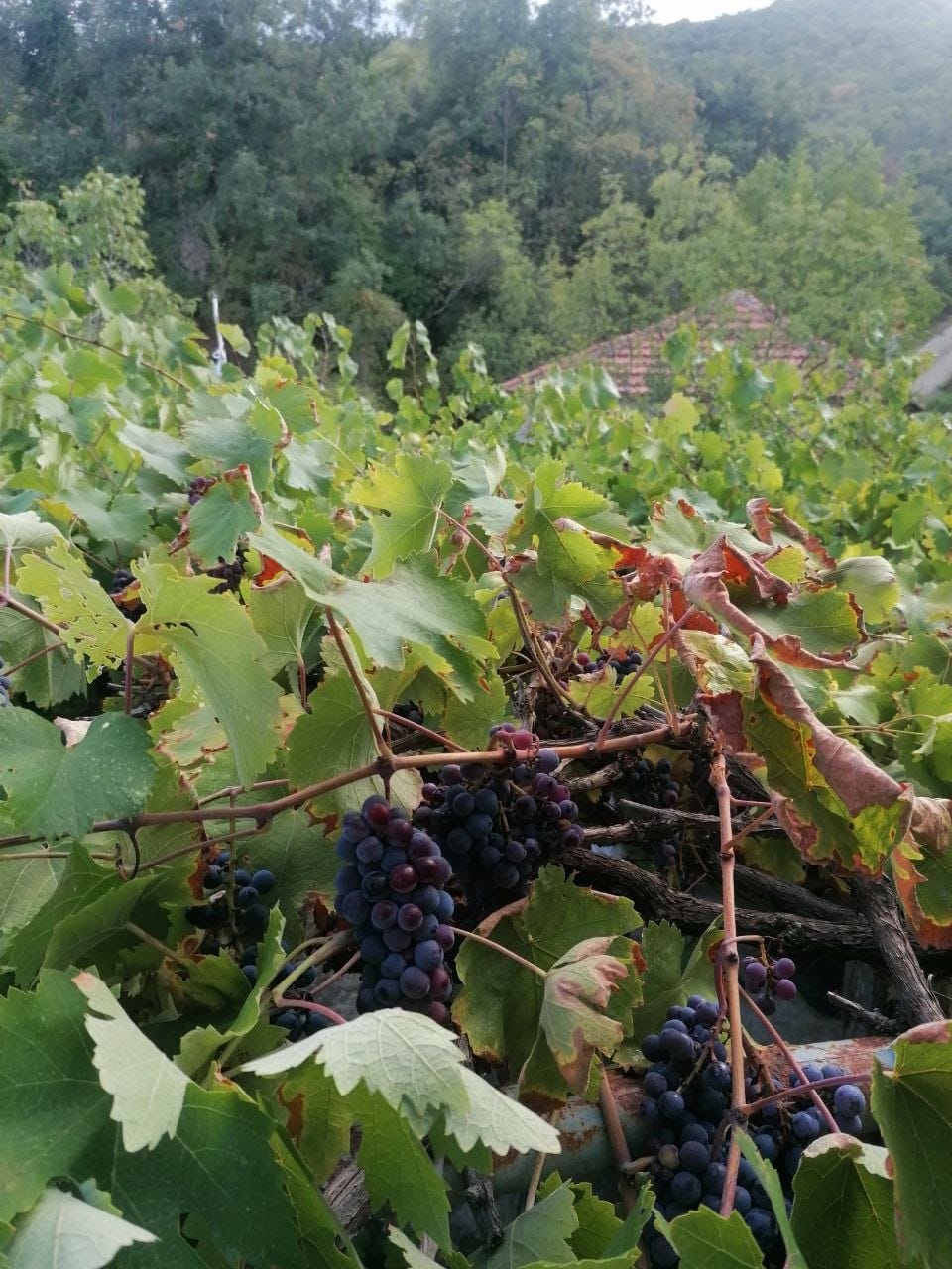 μαύρα σταφύλια στο αμπέλι